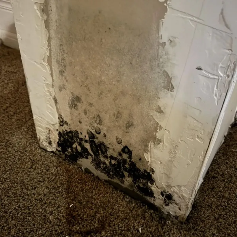 Professional Mold Removal in Navarro County, TX